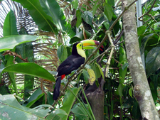 Belize-Interior-Trailblazer Jungle Ride